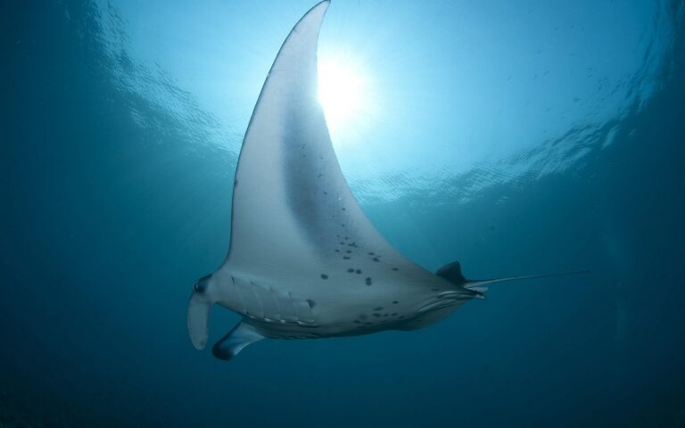 découvrez l'univers passionnant de la plongée sous-marine : conseils, techniques, équipements et destinations incontournables pour explorer les fonds marins en toute sécurité.