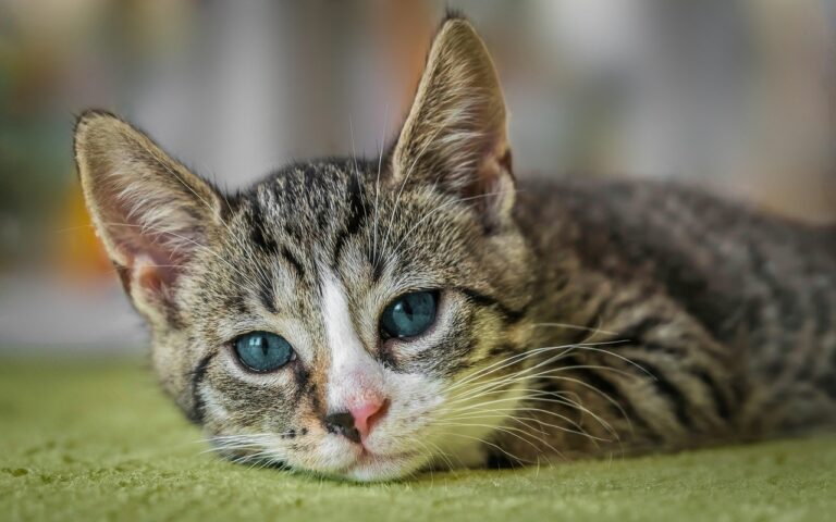 découvrez des escapades européennes inoubliables, des destinations pittoresques aux expériences culturelles uniques pour vos prochaines vacances.