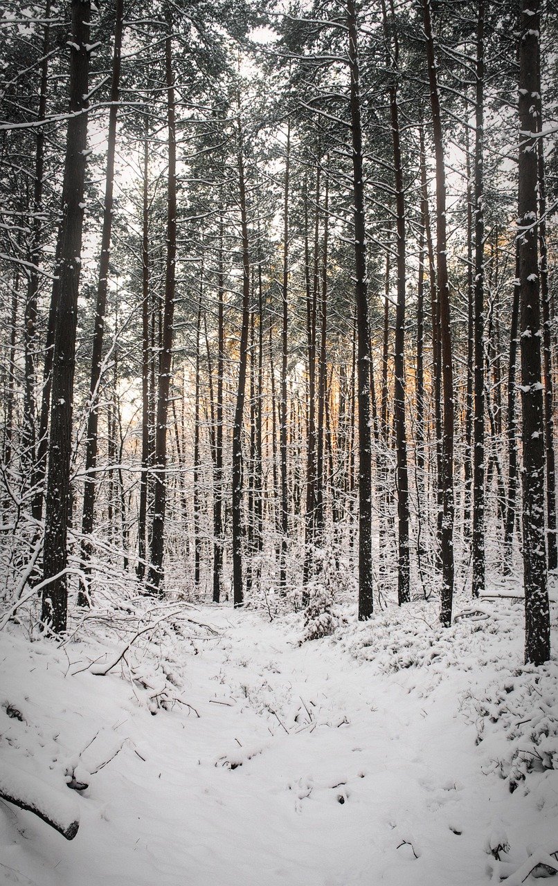 découvrez les sentiers cachés à travers des paysages enchanteurs, propices à l'aventure et à l'exploration. suivez nos conseils pour découvrir des chemins secrets et des panoramas époustouflants loin des foules.