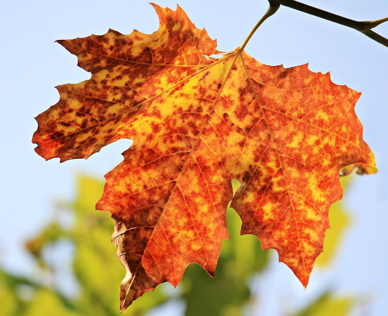 découvrez les merveilles des saisons, de la floraison printanière aux couleurs d'automne. explorez les changements climatiques, les activités saisonnières et la beauté naturelle qui évolue tout au long de l'année.