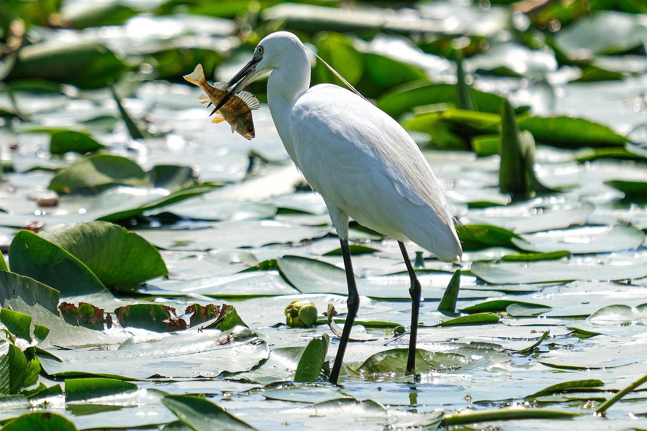 découvrez l'écotourisme, une forme de voyage respectueuse de l'environnement qui allie aventure et durabilité. explorez des destinations naturelles tout en préservant la biodiversité et en soutenant les communautés locales. partez à la rencontre d'une nature préservée et participez à des activités écoresponsables qui enrichissent votre expérience tout en protégeant notre planète.