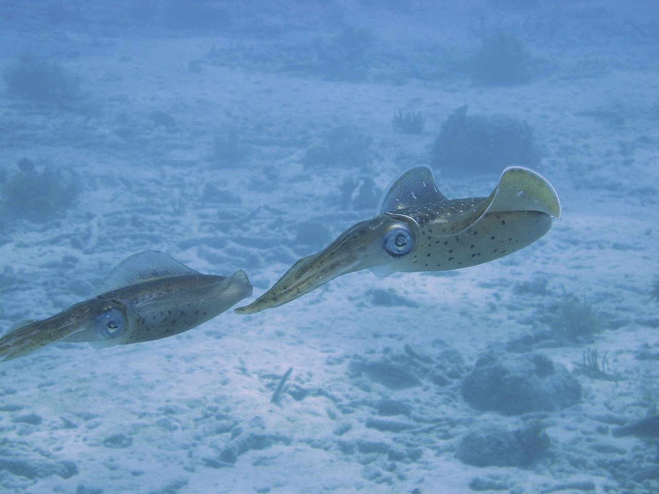 découvrez les merveilles sous-marines à travers la plongée sous-marine. explorez la beauté des récifs coralliens, rencontrez une faune aquatique fascinante et vivez des aventures inoubliables. parfait pour les amateurs d'adrénaline et les passionnés de nature.