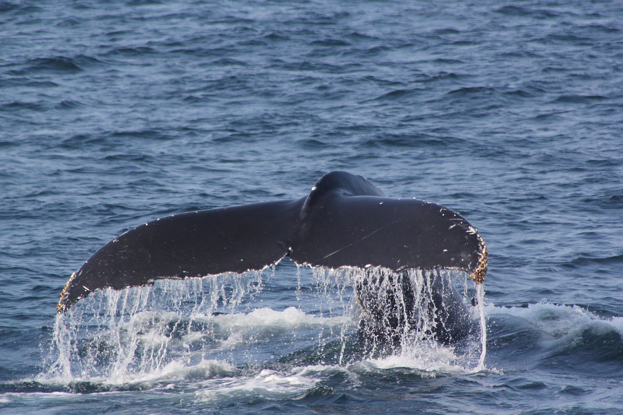 découvrez ce qu'est le whaling, une forme sophistiquée de cyberattaque ciblant les hauts dirigeants d'entreprises. apprenez comment elle fonctionne et comment vous protéger efficacement contre ces menaces en ligne.