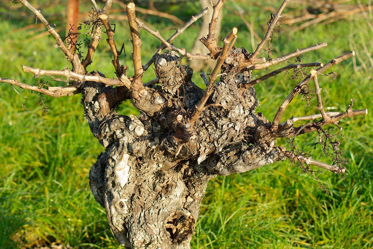 découvrez les richesses du terroir français à travers ses produits authentiques, ses traditions culinaires et ses savoir-faire ancestraux. plongez dans un voyage sensoriel au cœur des paysages et des saveurs qui font la renommée de nos régions.