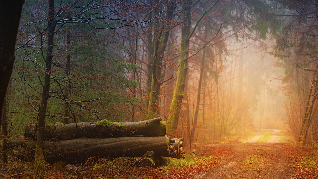 découvrez l'automne, une saison magnifique marquée par les feuilles colorées, l'air frais et les paysages chaleureux. explorez toutes les merveilles qu'offre cette période de l'année.