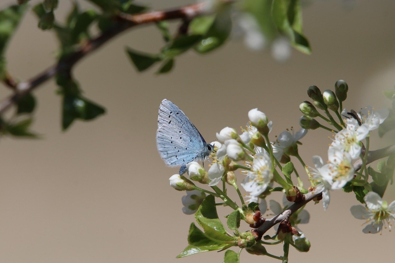 découvrez la richesse de la biodiversité locale, un élément essentiel pour la préservation de notre environnement et la promotion d'écosystèmes durables. explorez les diverses espèces et habitats qui cohabitent dans votre région et apprenez comment contribuer à leur protection.