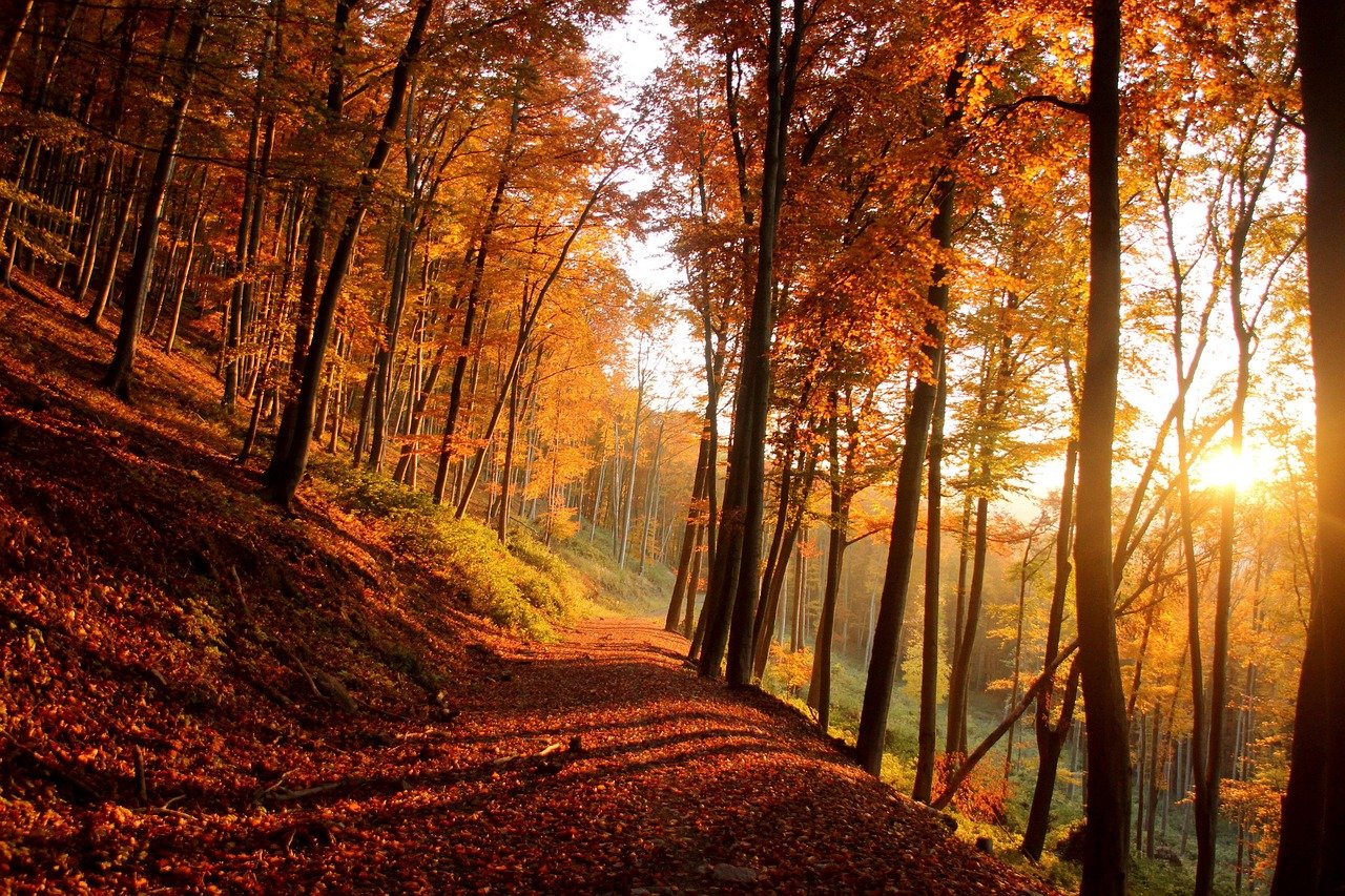 découvrez les enchanted trails, une expérience unique à travers des sentiers féeriques où nature et magie se rencontrent. partez à l'aventure et laissez-vous séduire par des paysages envoûtants et des activités captivantes pour toute la famille.