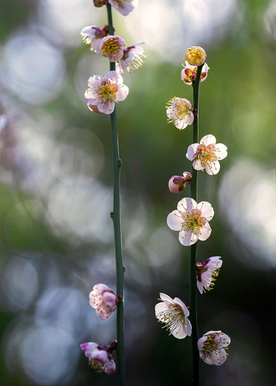 Évasion Nipponne : 4 Jours de Kyoto à Hiroshima entre Cerisiers en Fleurs, Délices Culinaires et Richesses Traditionnelles