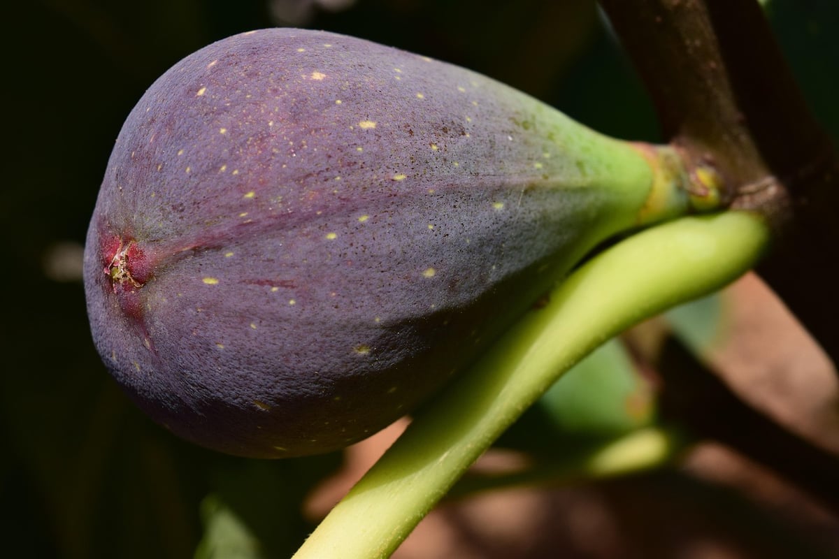 Festival des Figues de Krk : Une Ode à la Gastronomie et au Patrimoine