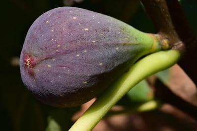 Festival des Figues de Krk : Une Ode à la Gastronomie et au Patrimoine