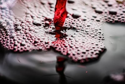 Circuit de vins : À la découverte des terroirs cachés