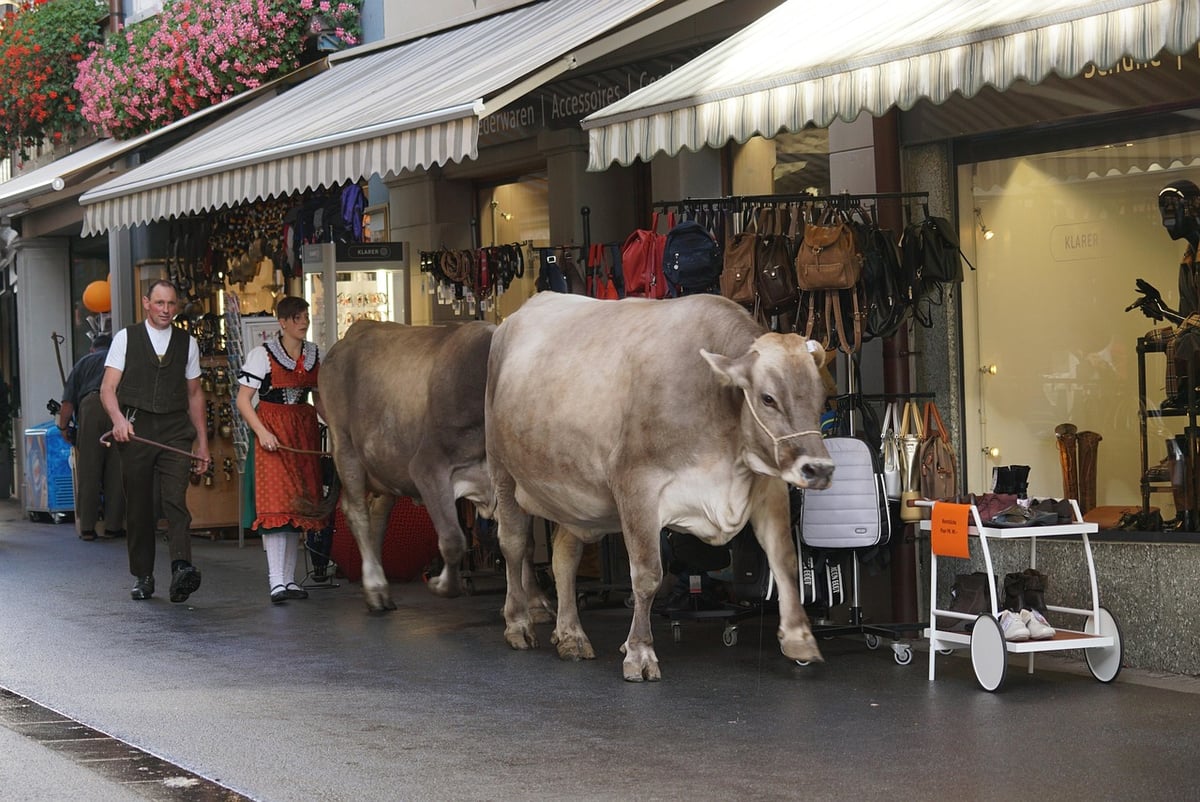 Les traditions et coutumes animalières au cœur de l’alpage