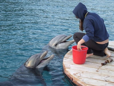 La tragédie des dauphins : un cycle de souffrance se poursuit aux îles Féroé, au cœur de l’Europe