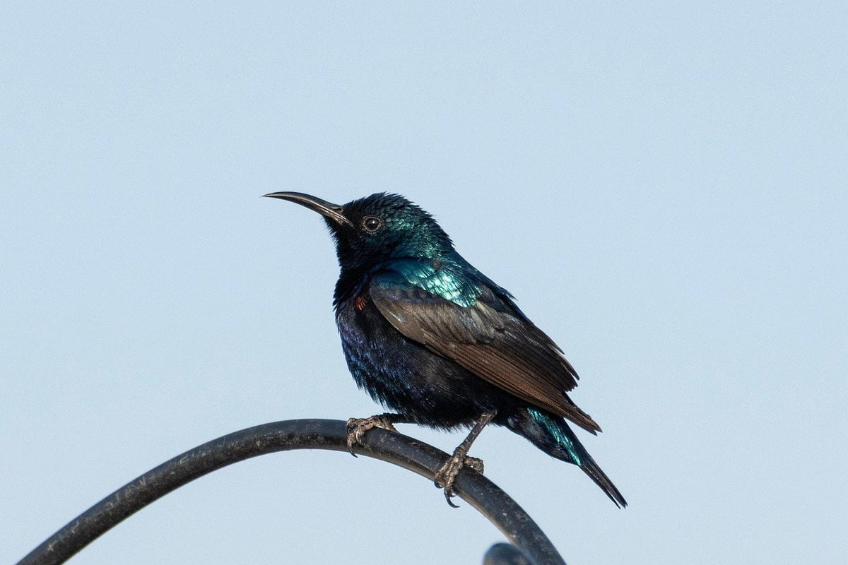 Un monde, un ciel : l’épopée du majestueux oiseau – Les présentations de mai