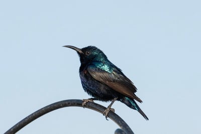 Un monde, un ciel : l’épopée du majestueux oiseau – Les présentations de mai
