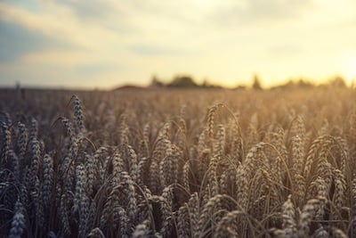 Célébrations de la moisson : traditions agricoles à découvrir