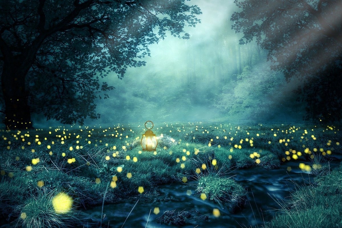 Trails enchanteurs : Explorez les sentiers secrets de la nature