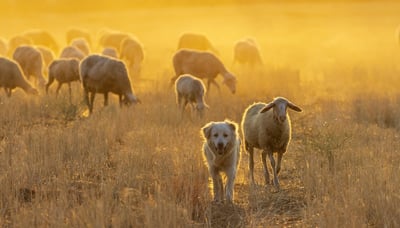 Les avantages de séjourner dans une ferme-auberge