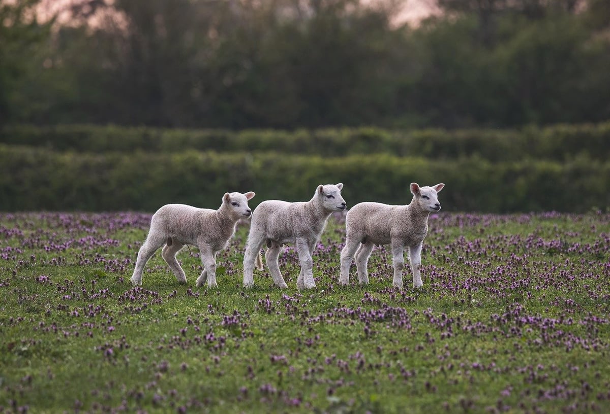 Découvrez la Ferme Aventure de La Chapelle-aux-Bois : des sentiers pieds nus, des nuits originales et des horaires pratiques