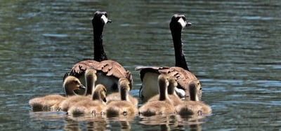 Événements familiaux pour découvrir la nature en Corrèze