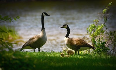 Nature et biodiversité : Les trésors cachés des paysages corréziens