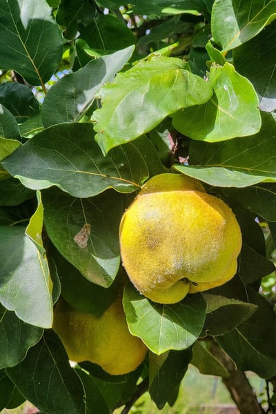 Cuisine : découvrir les saveurs authentiques du terroir limousin