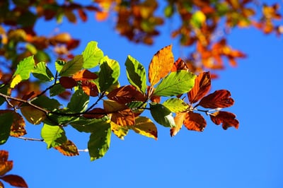 Découverte de l’automne à Poreč en 2025 : Votre guide ultime des événements sportifs, culturels et gastronomiques au cœur de l’Istrie