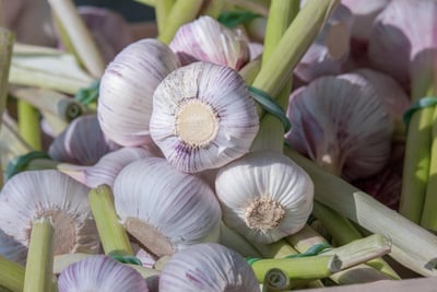 Leïla Martin : la cheffe alsacienne qui magnifie la pomme et met en valeur sa région sur M6