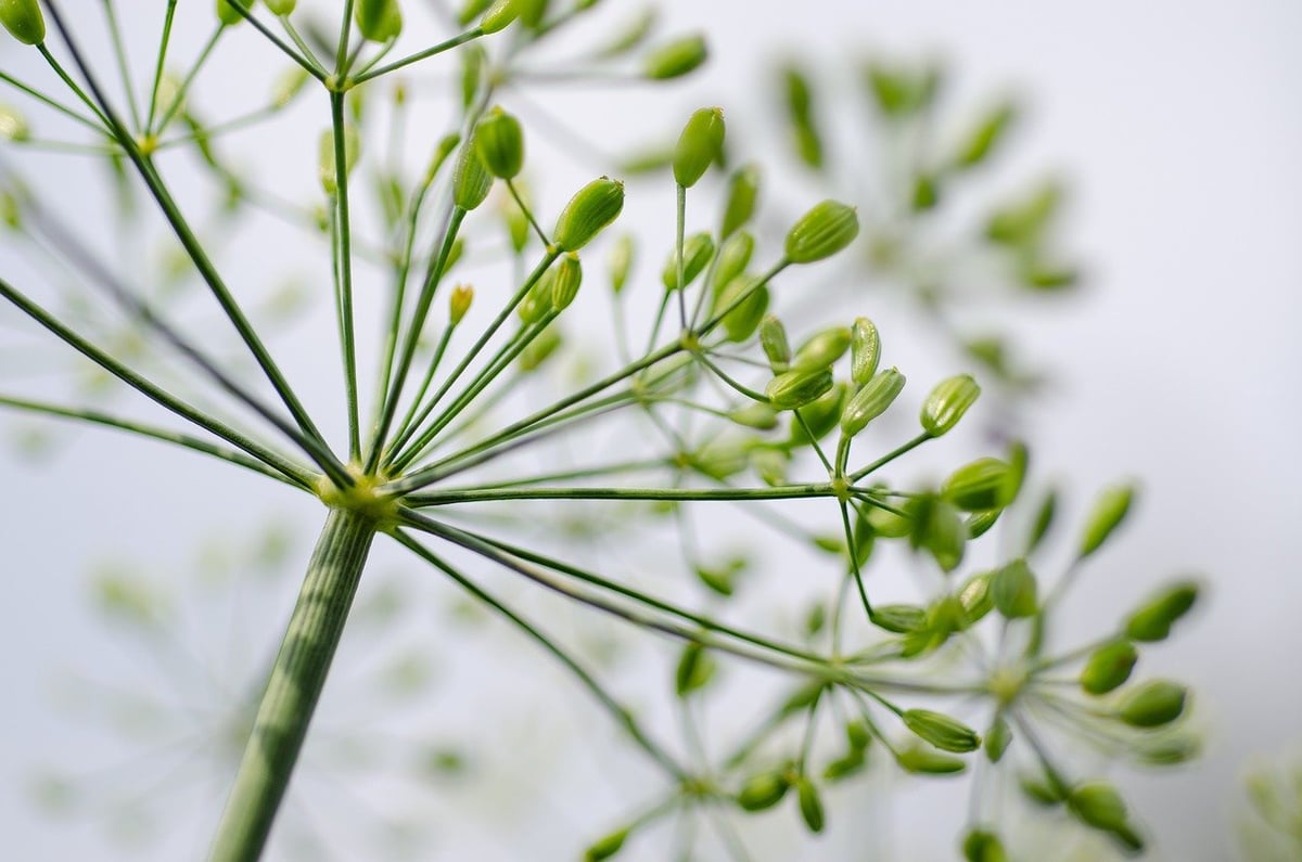 Traditions culinaires : comment chaque culture se nourrit